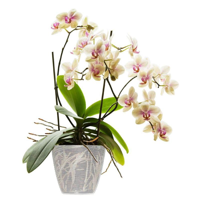 PORTAVASO PAGLIA 24CM CORALLO