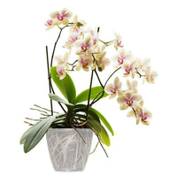 PORTAVASO PAGLIA 24CM CORALLO