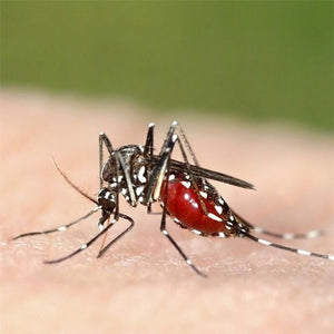 AUTAN TROPICAL SPRAY SECCO ANTIZANZARE IN FORMATO DA 100 ML