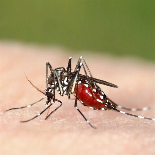 AUTAN TROPICAL SPRAY SECCO ANTIZANZARE IN FORMATO DA 100 ML