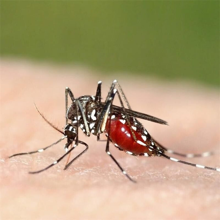 AUTAN TROPICAL SPRAY SECCO ANTIZANZARE IN FORMATO DA 100 ML