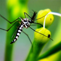 AUTAN TROPICAL 2 PZ SPRAY SECCO ANTIZANZARE IN FORMATO DA 100 ML L'UNO