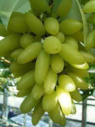 Pianta di Uva Italia foto reali h130 cm