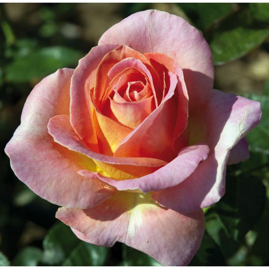 Pianta di ROSA ELLE ®MEILLAND cespuglio ROSA vera PROFUMATA vaso19 FOTO REALE