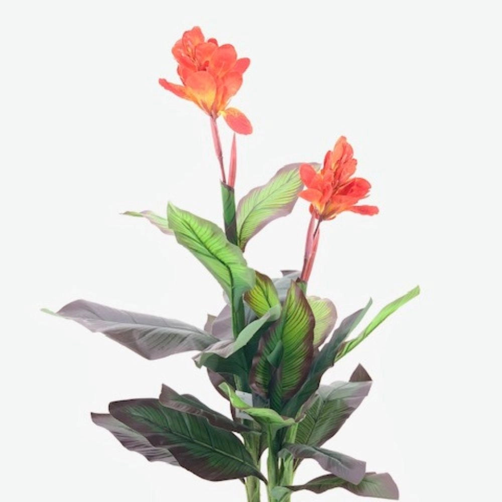 Pianta ornamentale Canna Lily con fiori arancio in vaso 115 cm.