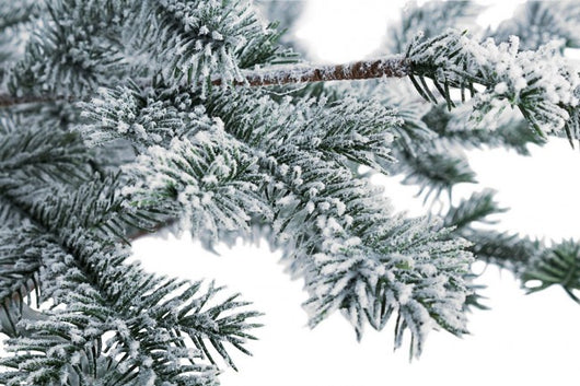 Pino Elbrus Innevato Altezza 150cm