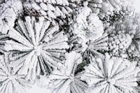 Corona Arves Innevata Diametro 40cm (6 Pezzi)