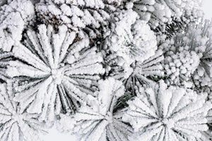 Corona Arves Innevata Diametro 40cm (6 Pezzi)