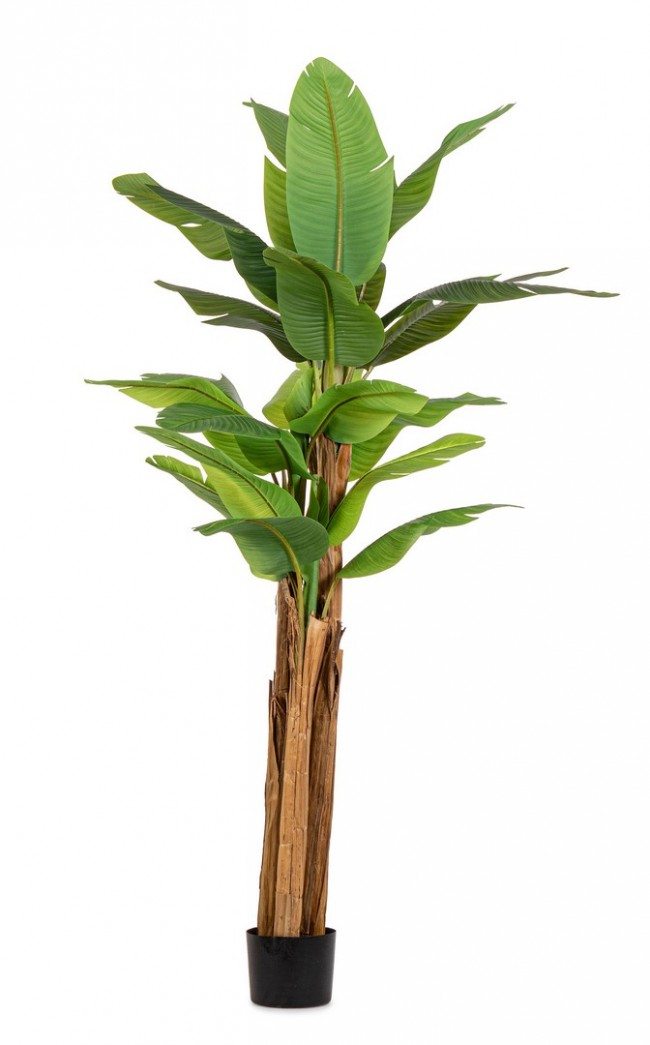 Pianta con Vaso Plastica Verde da Interno H240 cm - ZENITALE