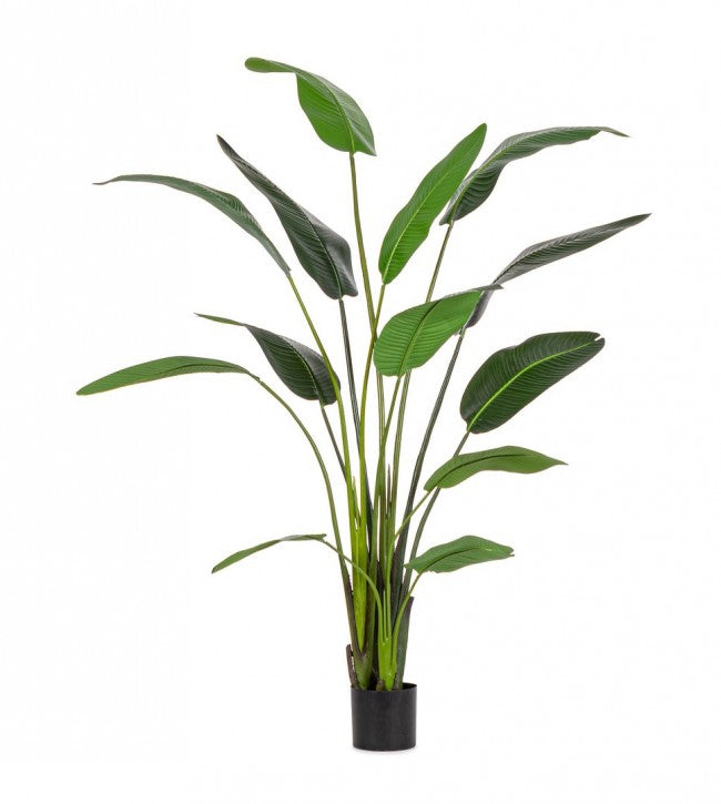 Set 2 Piante Strelitzia in Plastica Verde da Interno H235 cm - RIFLETTORE