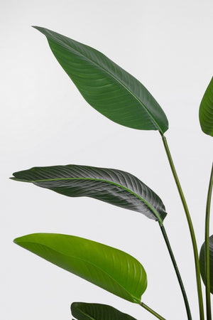 Set 2 Piante Strelitzia Plastica Verde da Interno H150 cm - RIFLETTORE