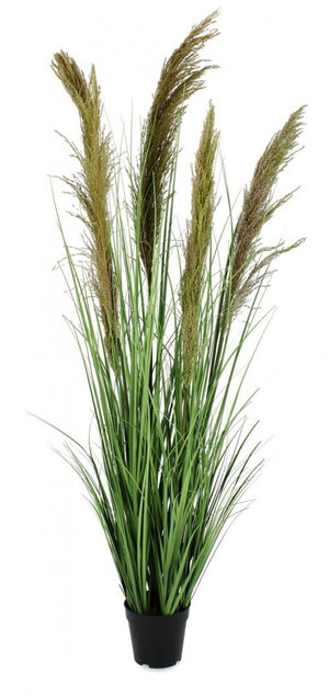 Set 4 Piante Pampas Plastica Verde da Interno H145 cm - SILHOUETTIA