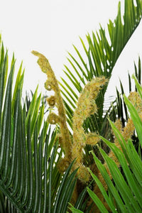 Set 2 Piante con Vaso Plastica Verde da Interno H150 cm - EDEN