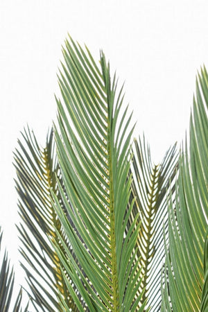 Pianta Cycas Plastica Verde Moderna da Interno H120 cm - EDEN