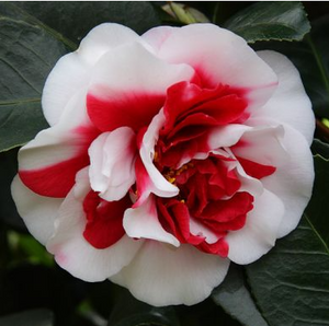 Camellia japonica “General Coletti” vaso 18 cm H90 cm foto reali