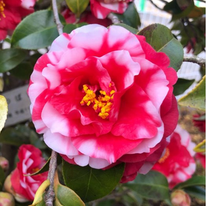 Camellia japonica “General Coletti” vaso 18 cm H90 cm foto reali