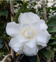 Camelia Japonica "Purity" vaso 18 cm, H90cm foto reali