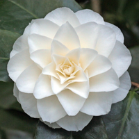 Camelia Japonica "Purity" vaso 18 cm, H90cm foto reali