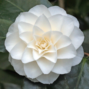 Camelia Japonica "Purity" vaso 18 cm, H90cm foto reali