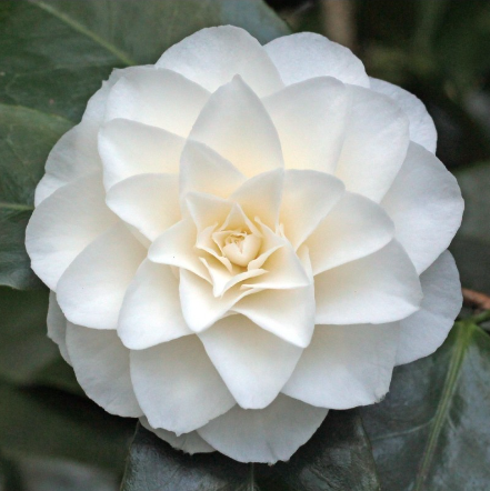 Camelia Japonica "Purity" vaso 18 cm, H90cm foto reali