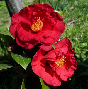 Camelia Japonica "Dr Burnside" vaso 18cm H90 foto reali