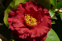 Camelia Japonica "Dr Burnside" vaso 18cm H90 foto reali