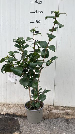 Camelia Japomica "Rosedale's Beauty" vaso 18 cm H90 foto reali