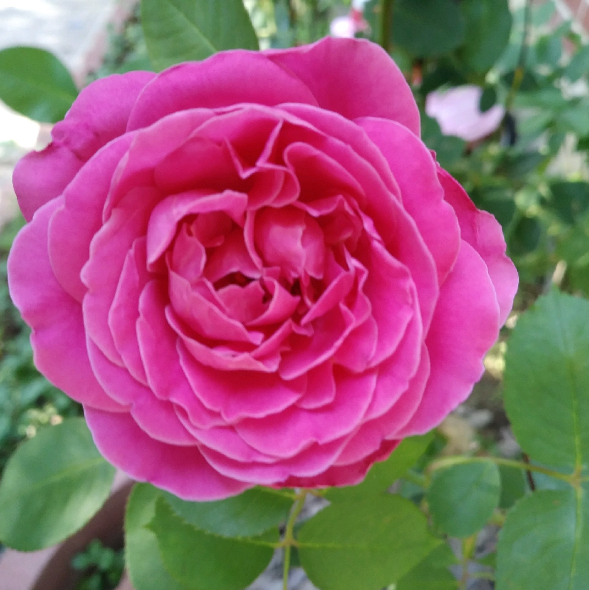 Camelia Japomica "Rosedale's Beauty" vaso 18 cm H90 foto reali