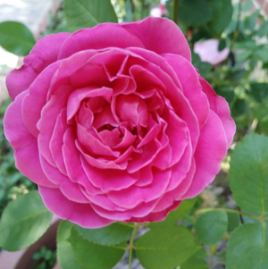 Camelia Japomica "Rosedale's Beauty" vaso 18 cm H90 foto reali