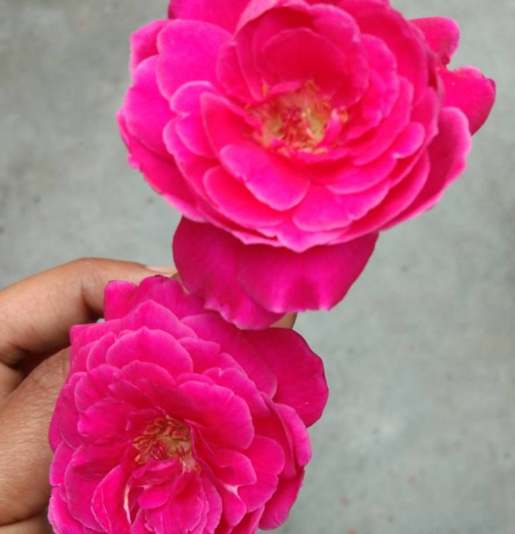 Camelia Japomica "Rosedale's Beauty" vaso 18 cm H90 foto reali