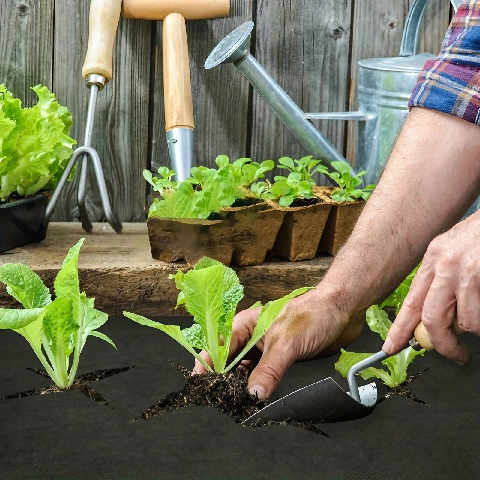 TELO PACCIAMATURA PASSO 30 EBAY 80 cm/50 mt