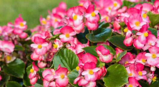BUSTA SEMENTI DI FIORI DI BEGONIA IN MISCUGLIO