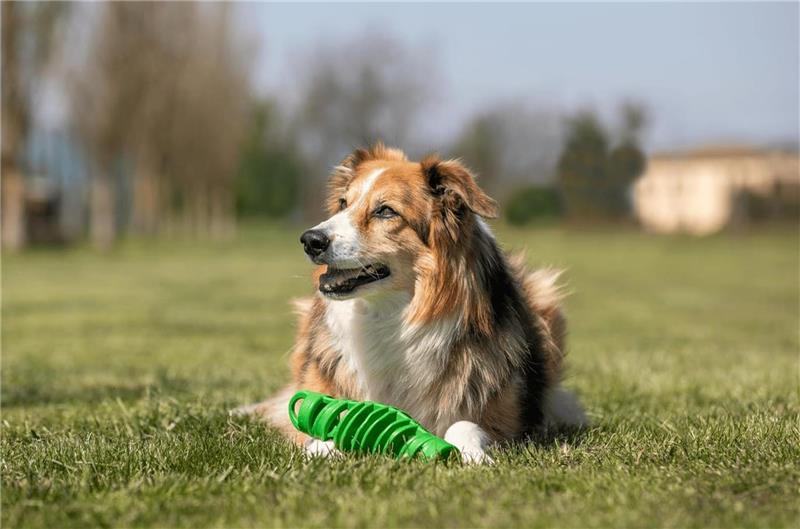 BAMA GIOCO PER CANI TIRA & MOLLA STIMOLA L’ATTIVAZIONE MENTALE DEL CANE CM D.8X25 GALLEGGIA E RIMBALZA COLORI ASSORTITI