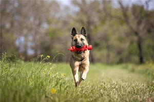 BAMA GIOCO PER CANI TIRA & MOLLA STIMOLA L’ATTIVAZIONE MENTALE DEL CANE CM D.8X25 GALLEGGIA E RIMBALZA COLORI ASSORTITI