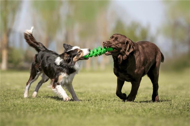 BAMA GIOCO PER CANI TIRA & MOLLA STIMOLA L’ATTIVAZIONE MENTALE DEL CANE CM D.8X25 GALLEGGIA E RIMBALZA COLORI ASSORTITI