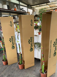 3 PIANTA DI PITAYA VARIETA' GIALLA,ROSSA,BIANCA 70/80 CM, FRUTTO DEL DRAGO DRAGON FRUIT