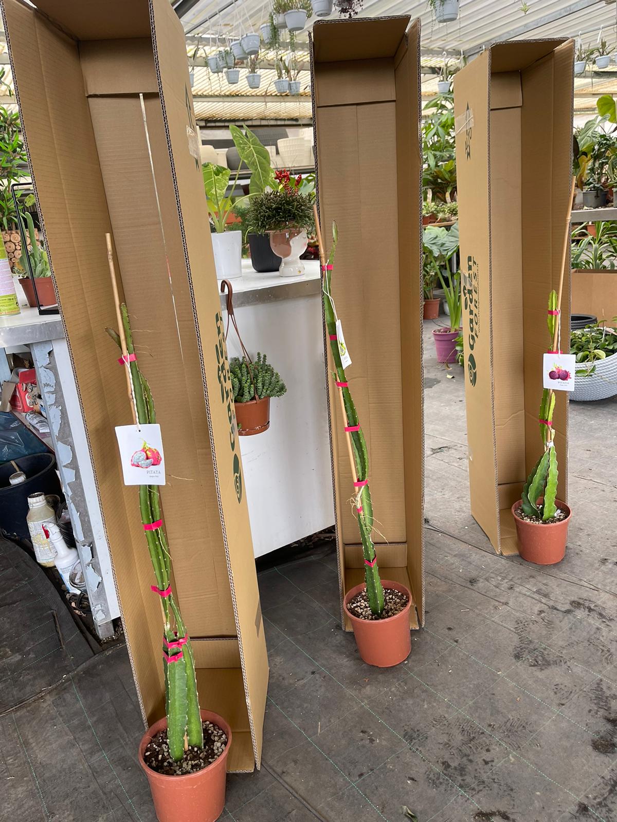 3 PIANTA DI PITAYA VARIETA' GIALLA,ROSSA,BIANCA 70/80 CM, FRUTTO DEL DRAGO DRAGON FRUIT