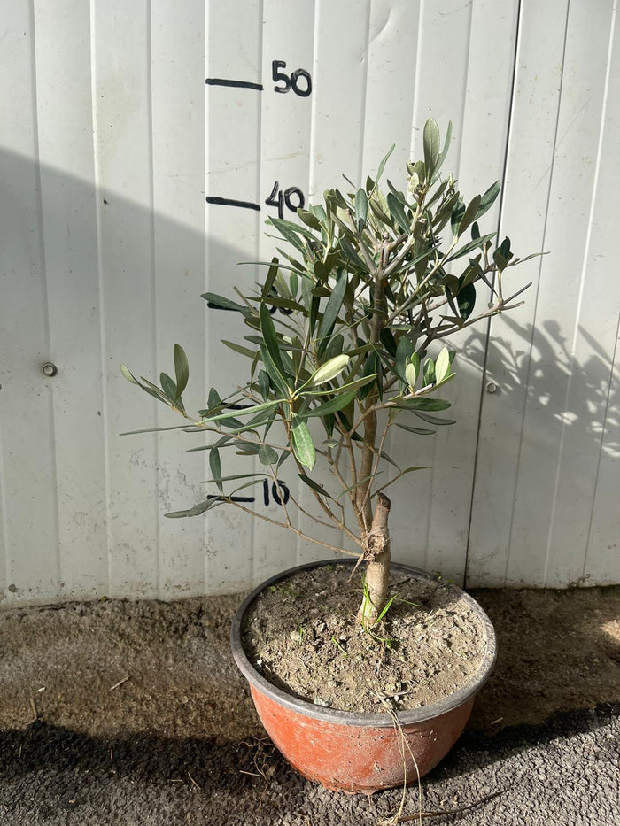 Ulivo bonsai h50 foto reali