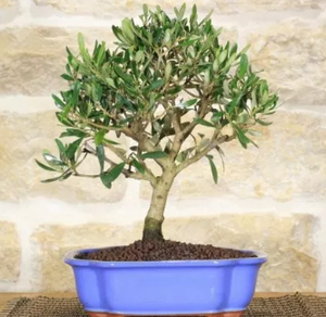 Ulivo bonsai h50 foto reali