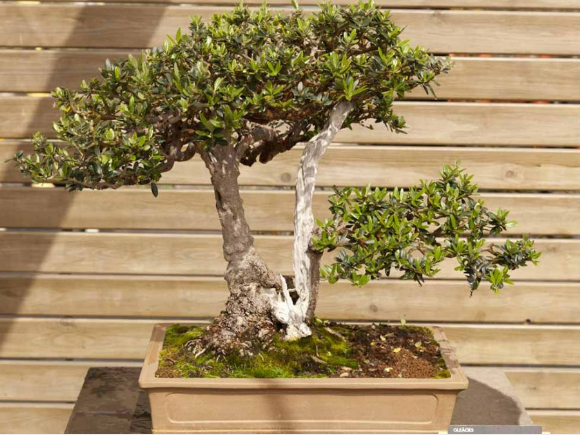 Ulivo bonsai h50 foto reali