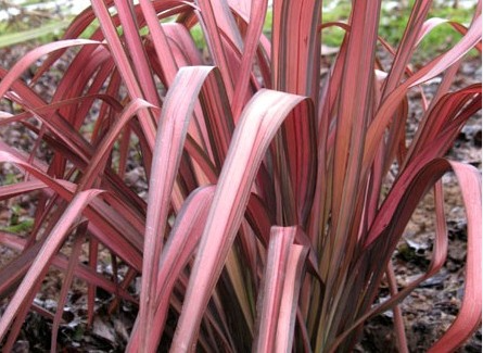 Phormium pink Panther vaso 24 foto reali h 90cm