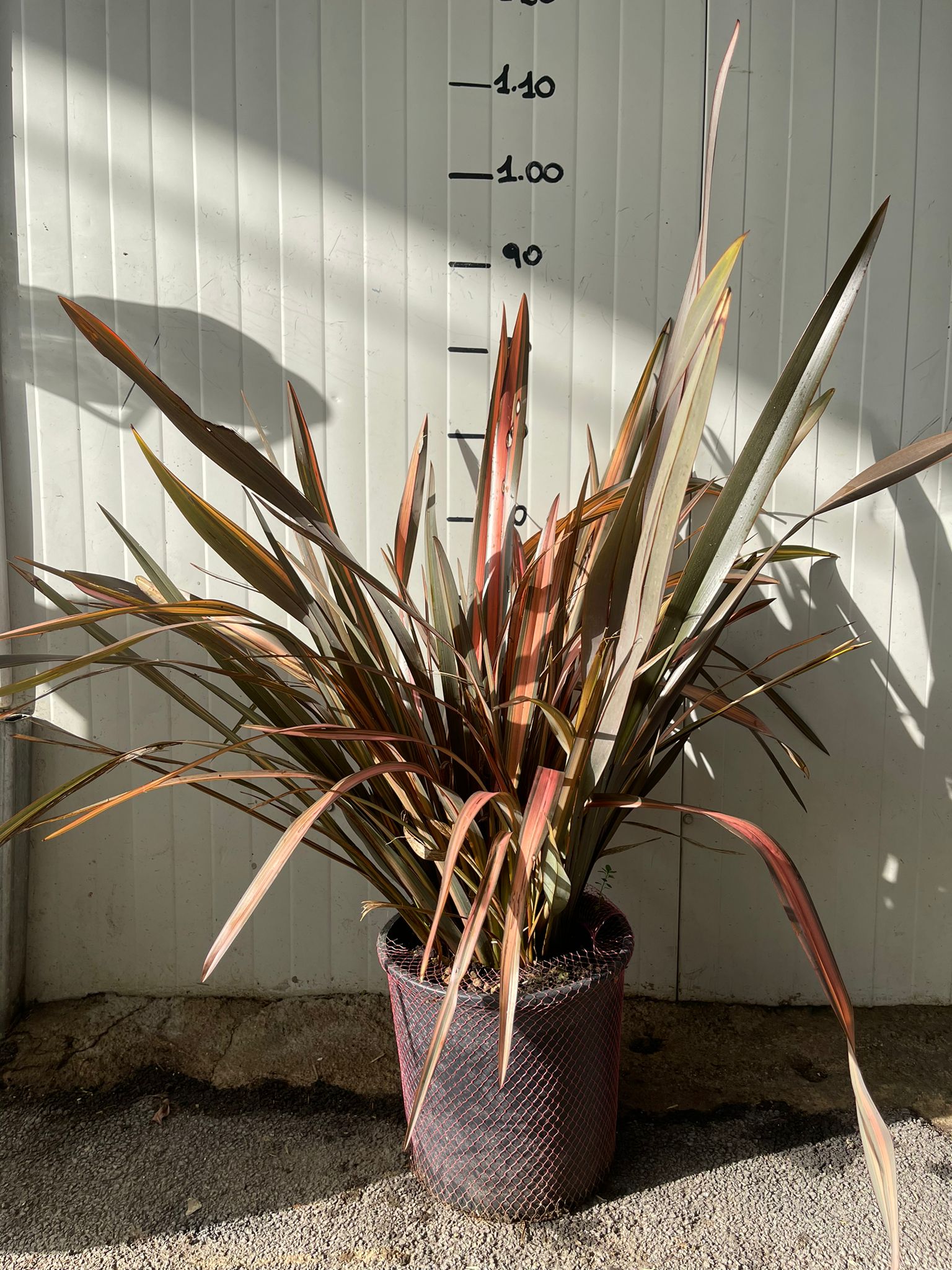 Phormium pink Panther vaso 24 foto reali h 90cm