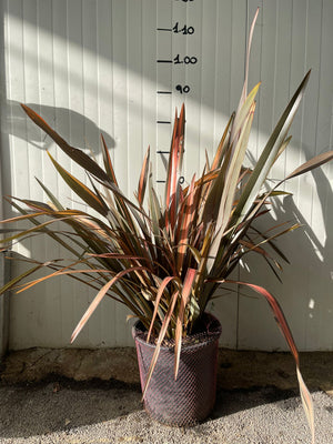 Phormium pink Panther vaso 24 foto reali h 90cm
