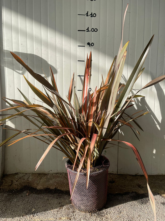 Phormium pink Panther vaso 24 foto reali h 90cm