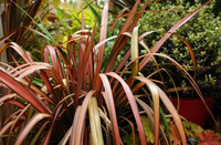 Phormium pink Panther vaso 24 foto reali h 90cm