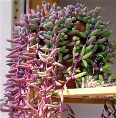Senecio purple Flush vaso 14cm foto reali