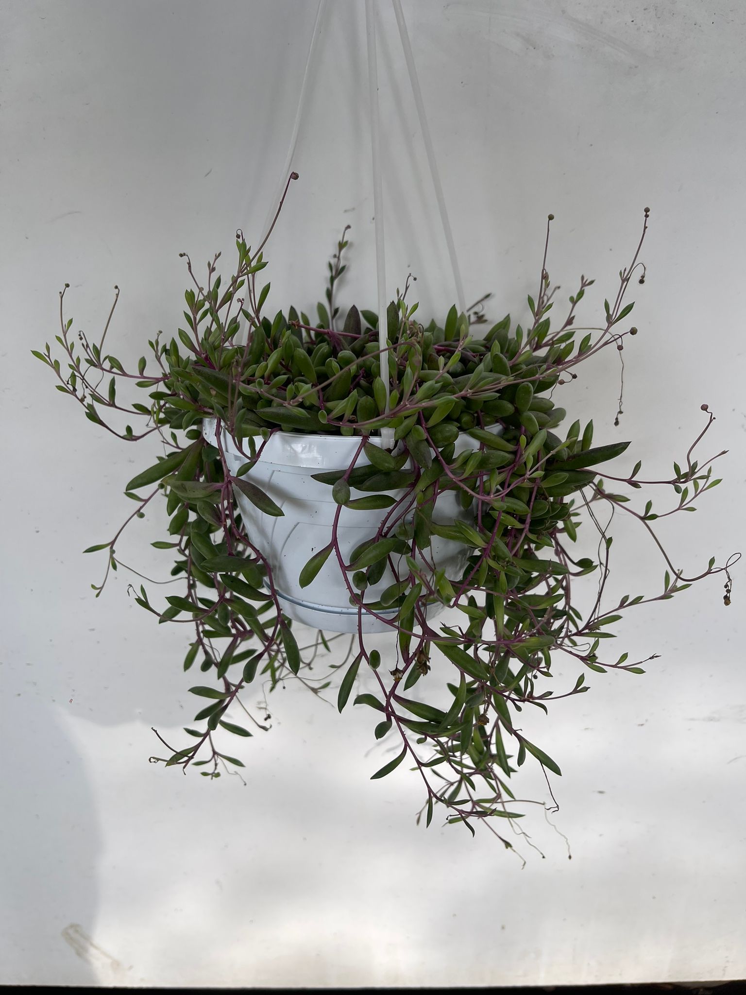 Senecio purple Flush vaso 14cm foto reali