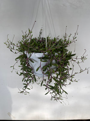 Senecio purple Flush vaso 14cm foto reali