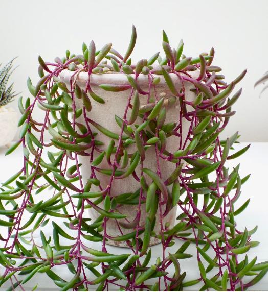 Senecio purple Flush vaso 14cm foto reali