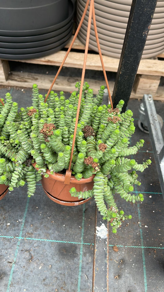 Crassula hottentot vaso 14cm foto reali